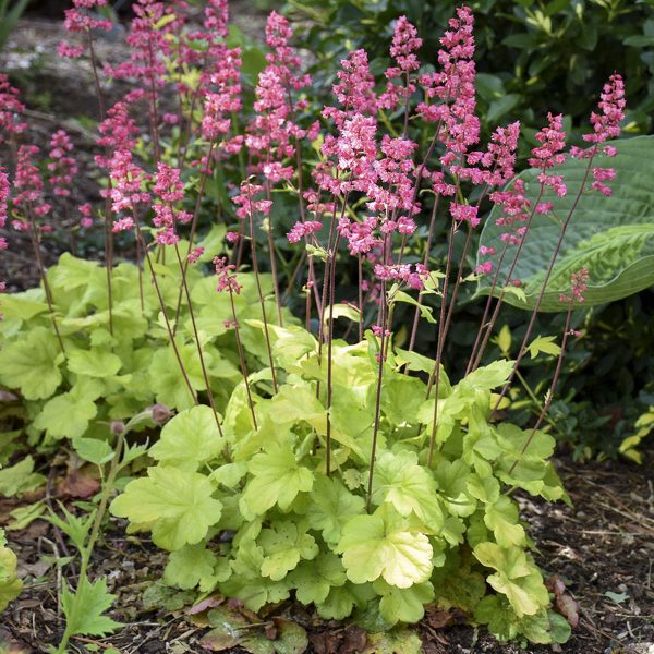 HEUCHERA TIMELESS GLOW CORAL BELLS