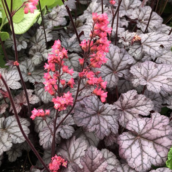 HEUCHERA TIMELESS TREASURE CORAL BELLS