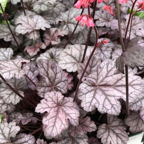 HEUCHERA TIMELESS TREASURE CORAL BELLS