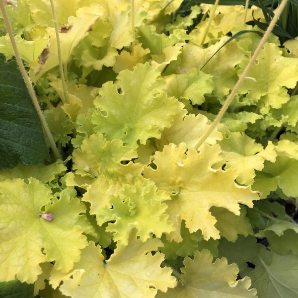 HEUCHERA TWIST OF LIME CORAL BELLS