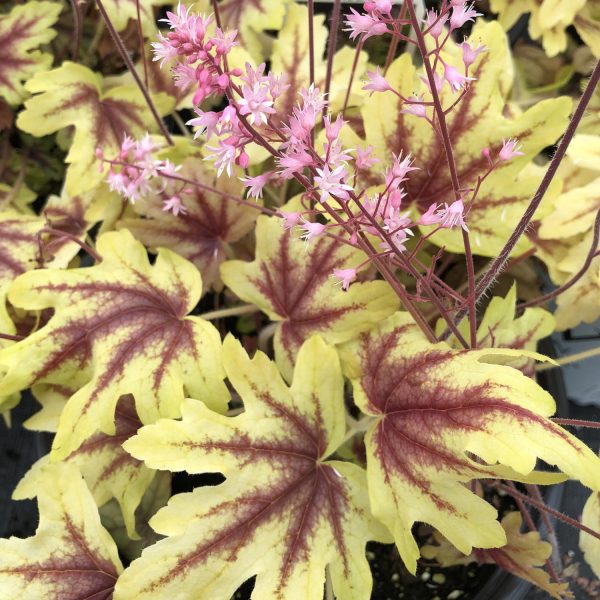 HEUCHERELLA FUN AND GAMES EYE SPY FAOMY BELLS