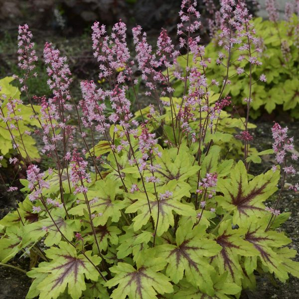 HEUCHERELLA FUN AND GAMES EYE SPY FOAMY BELLS