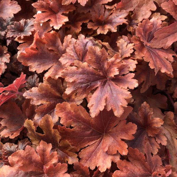 HEUCHERELLA FUN AND GAMES HOPSCOTCH FOAMY BELLS