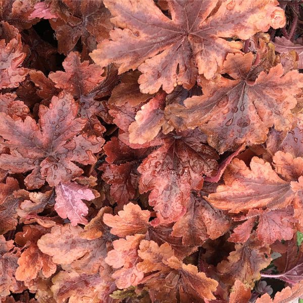 HEUCHERELLA FUN AND GAMES HOPSCOTCH FOAMY BELLS