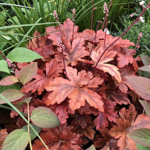 HEUCHERELLA FUN AND GAMES HOPSCOTCH FOAMY BELLS