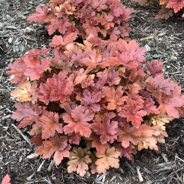 HEUCHERELLA FUN AND GAMES HOPSCOTCH FOAMY BELLS