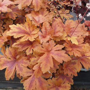 HEUCHERELLA FUN AND GAMES HOPSCOTCH FOAMY BELLS