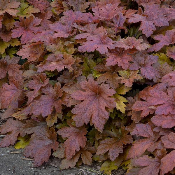 HEUCHERELLA FUN AND GAMES HOPSCOTCH FOAMY BELLS