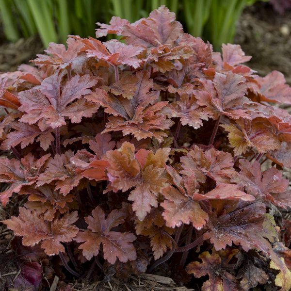 HEUCHERELLA FUN AND GAMES HOPSCOTCH FOAMY BELLS