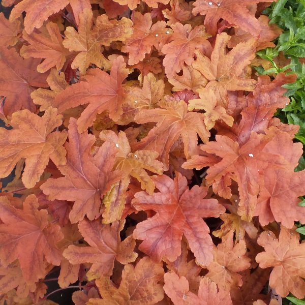 HEUCHERELLA FUN AND GAMES RED ROVER FOAMY BELLS