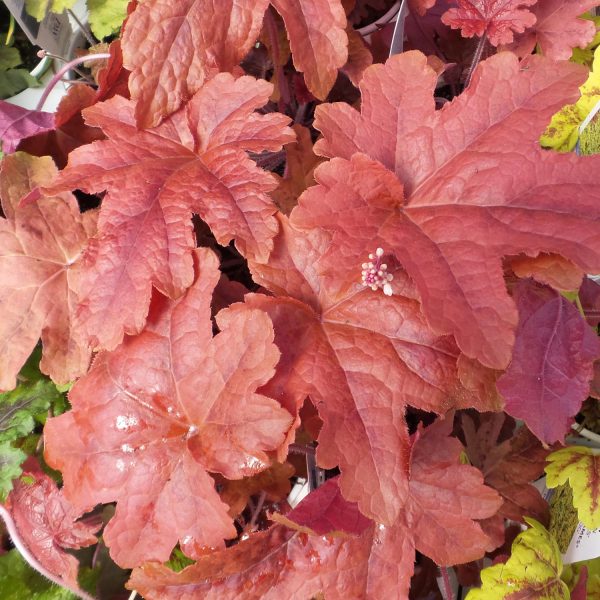 HEUCHERELLA FUN AND GAMES RED ROVER FOAMY BELLS