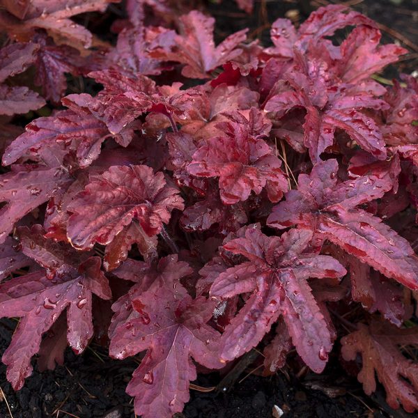 HEUCHERELLA FUN AND GAMES RED ROVER FOAMY BELLS