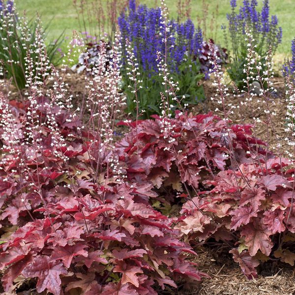 HEUCHERELLA FUN AND GAMES RED ROVER FOAMY BELLS