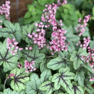 Heucherella - Foamy Bells