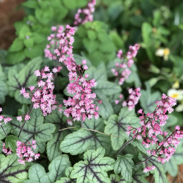 HEUCHERELLA PINK FIZZ FOAMY BELLS