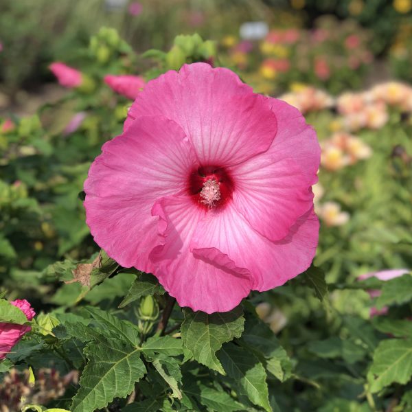 HIBISCUS AIRBRUSH EFFECT ROSE MALLOW