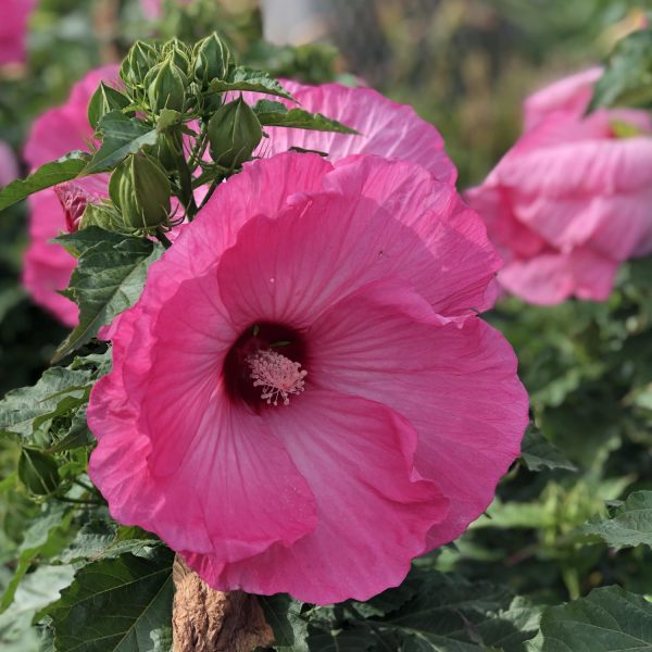 HIBISCUS AIRBRUSH EFFECT ROSE MALLOW