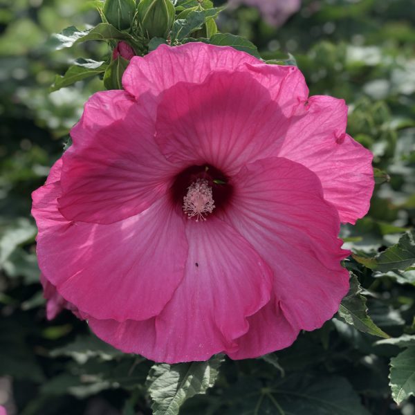 HIBISCUS AIRBRUSH EFFECT ROSE MALLOW