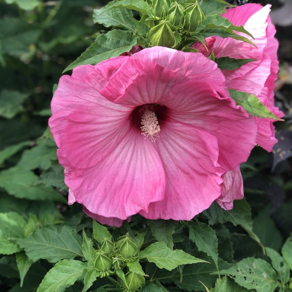 HIBISCUS AIRBRUSH EFFECT ROSE MALLOW