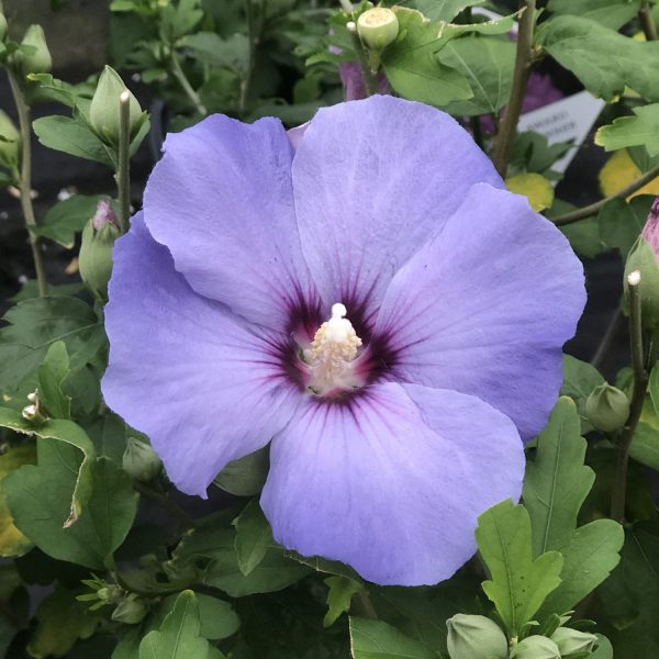 HIBISCUS AZURRI BLUE SATIN ROSE OF SHARON