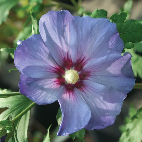 HIBISCUS AZURRI BLUE SATIN ROSE OF SHARON