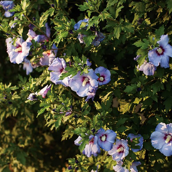 HIBISCUS AZURRI BLUE SATIN ROSE OF SHARON