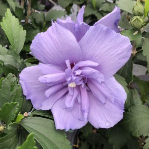 HIBISCUS BLUE CHIFFON ROSE OF SHARON