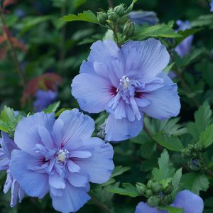 HIBISCUS BLUE CHIFFON ROSE OR SHARON