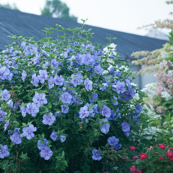 HIBISCUS BLUE CHIFFON ROSE OR SHARON