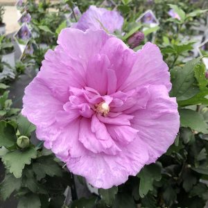 HIBISCUS LAVENDER CHIFFON ROSE OF SHARON