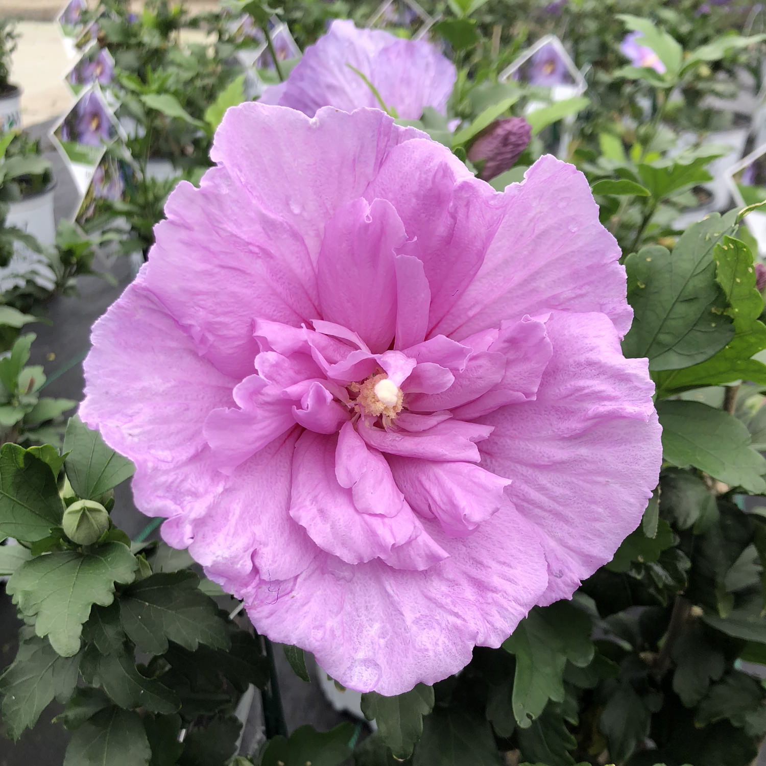 Hibiscus Lavender Chiffon Buy Rose Of Sharon Shrubs Online