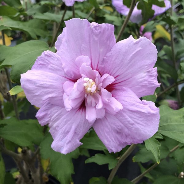 HIBISCUS LAVENDER CHIFFON ROSE OF SHARON