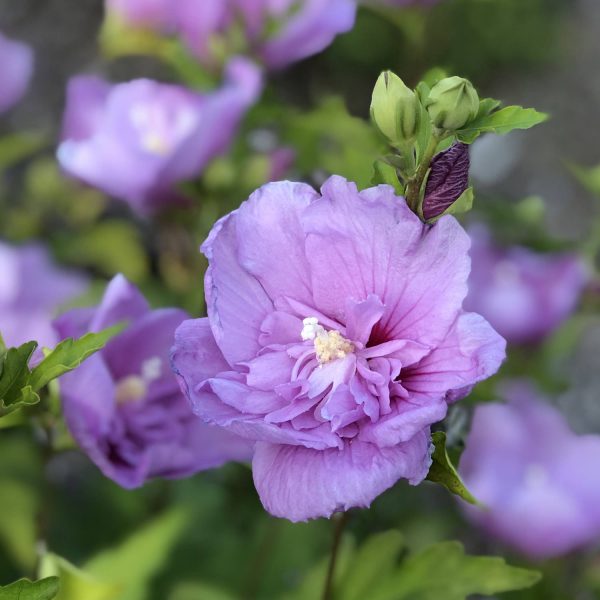 HIBISCUS LAVENDER CHIFFON ROSE OF SHARON