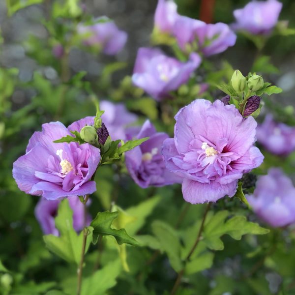 HIBISCUS LAVENDER CHIFFON ROSE OF SHARON