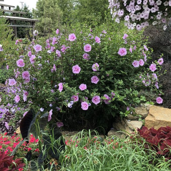 HIBISCUS LAVENDER CHIFFON ROSE OF SHARON