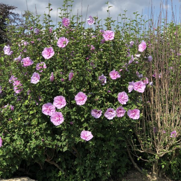 HIBISCUS LAVENDER CHIFFON ROSE OF SHARON