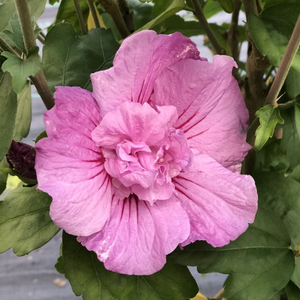 HIBISCUS LAVENDER CHIFFON ROSE OF SHARON