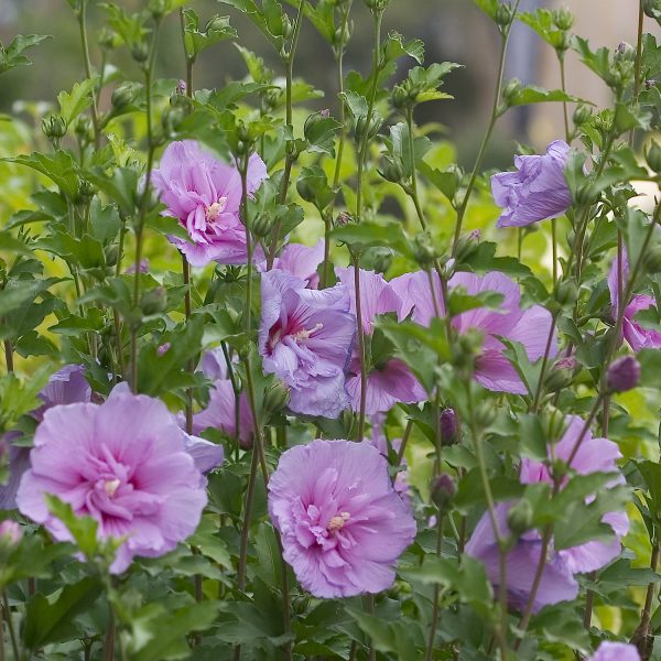 HIBISCUS LAVENDER CHIFFON ROSE OF SHARON