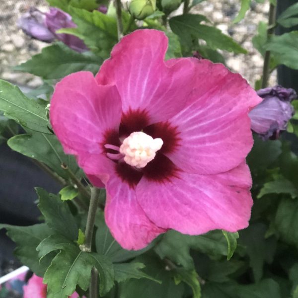 HIBISCUS LIL KIM RED ROSE OF SHARON