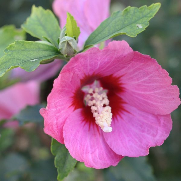 HIBISCUS LIL KIM RED ROSE OF SHARON