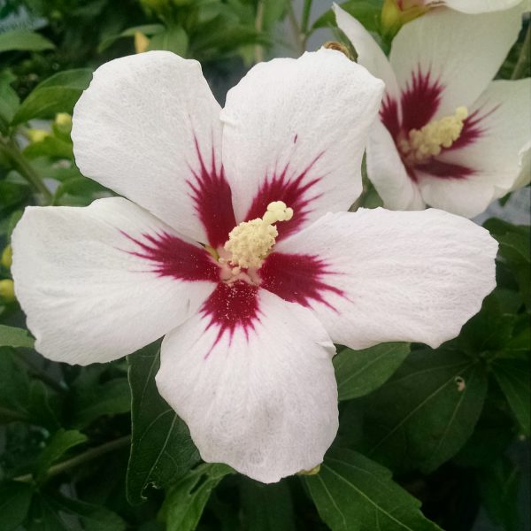 HIBISCUS LIL KIM ROSE OF SHARON