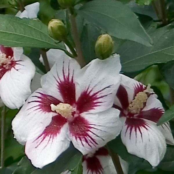 HIBISCUS LIL KIM ROSE OF SHARON