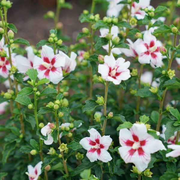 HIBISCUS LIL KIM ROSE OF SHARON