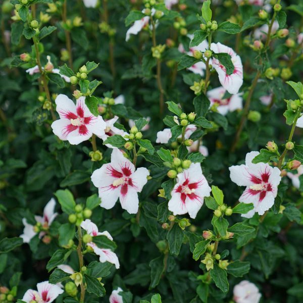 HIBISCUS LIL KIM ROSE OF SHARON