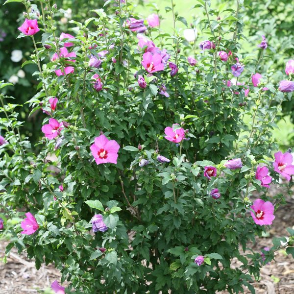 HIBISCUS LIL KIM VIOLET ROSE OF SHARON