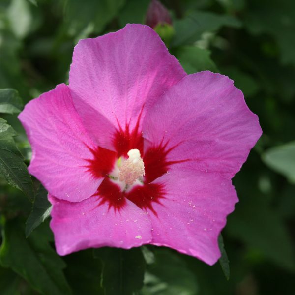 HIBISCUS LIL KIM VIOLET ROSE OF SHARON