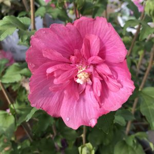 HIBISCUS MAGENTA CHIFFON ROSE OF SHARON