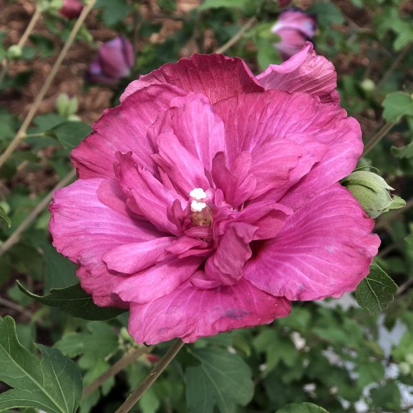 HIBISCUS MAGENTA CHIFFON ROSE OF SHARON