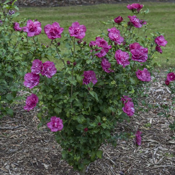 HIBISCUS MAGENTA CHIFFON ROSE OF SHARON