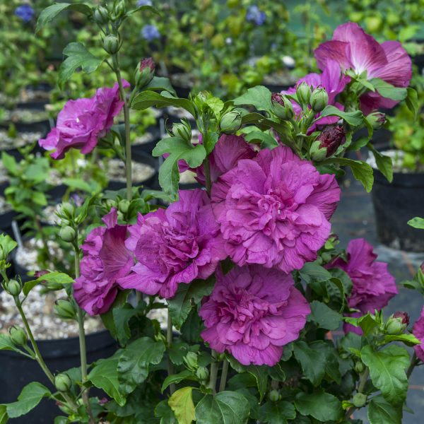 HIBISCUS MAGENTA CHIFFON ROSE OF SHARON